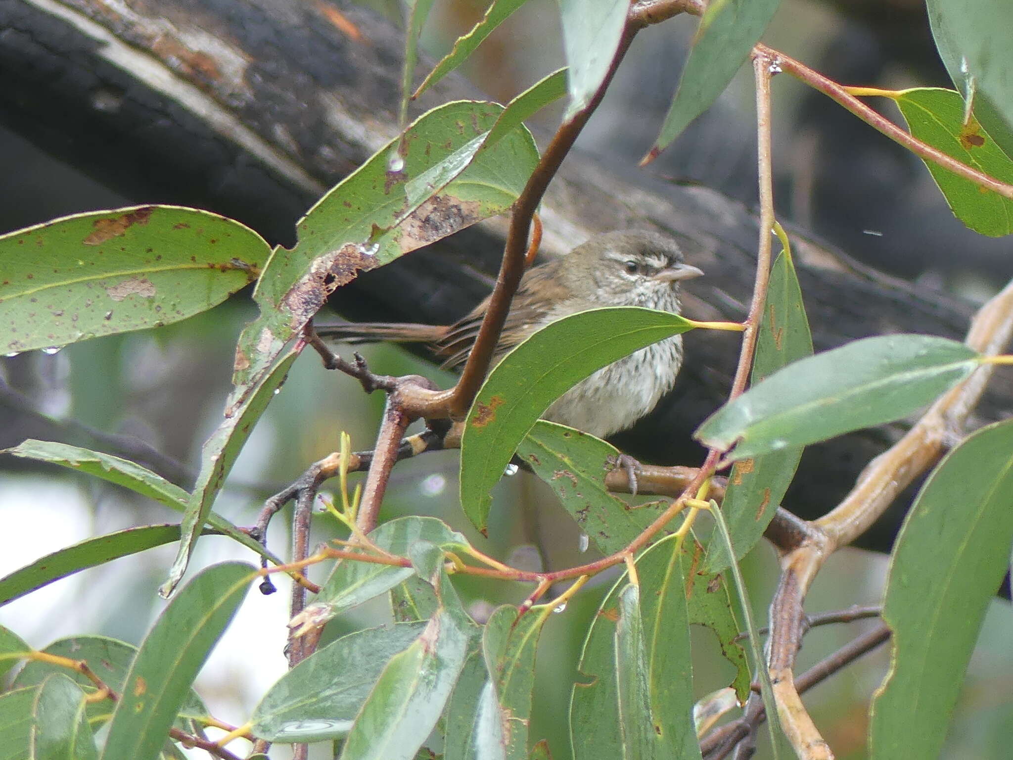 Image of <i>Hylacola pyrrhopygius</i>