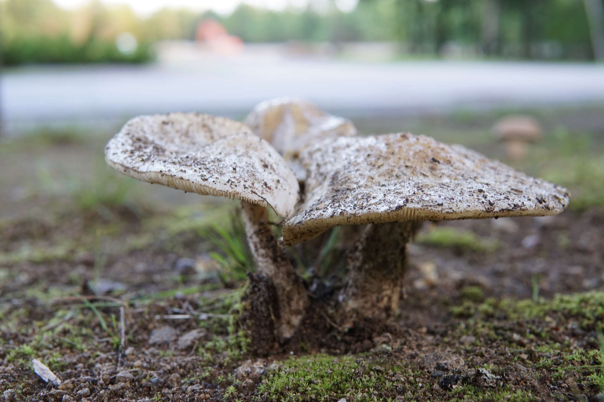 Image of Amanita canescens D. T. Jenkins 1982