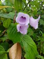 Image of gloxinia