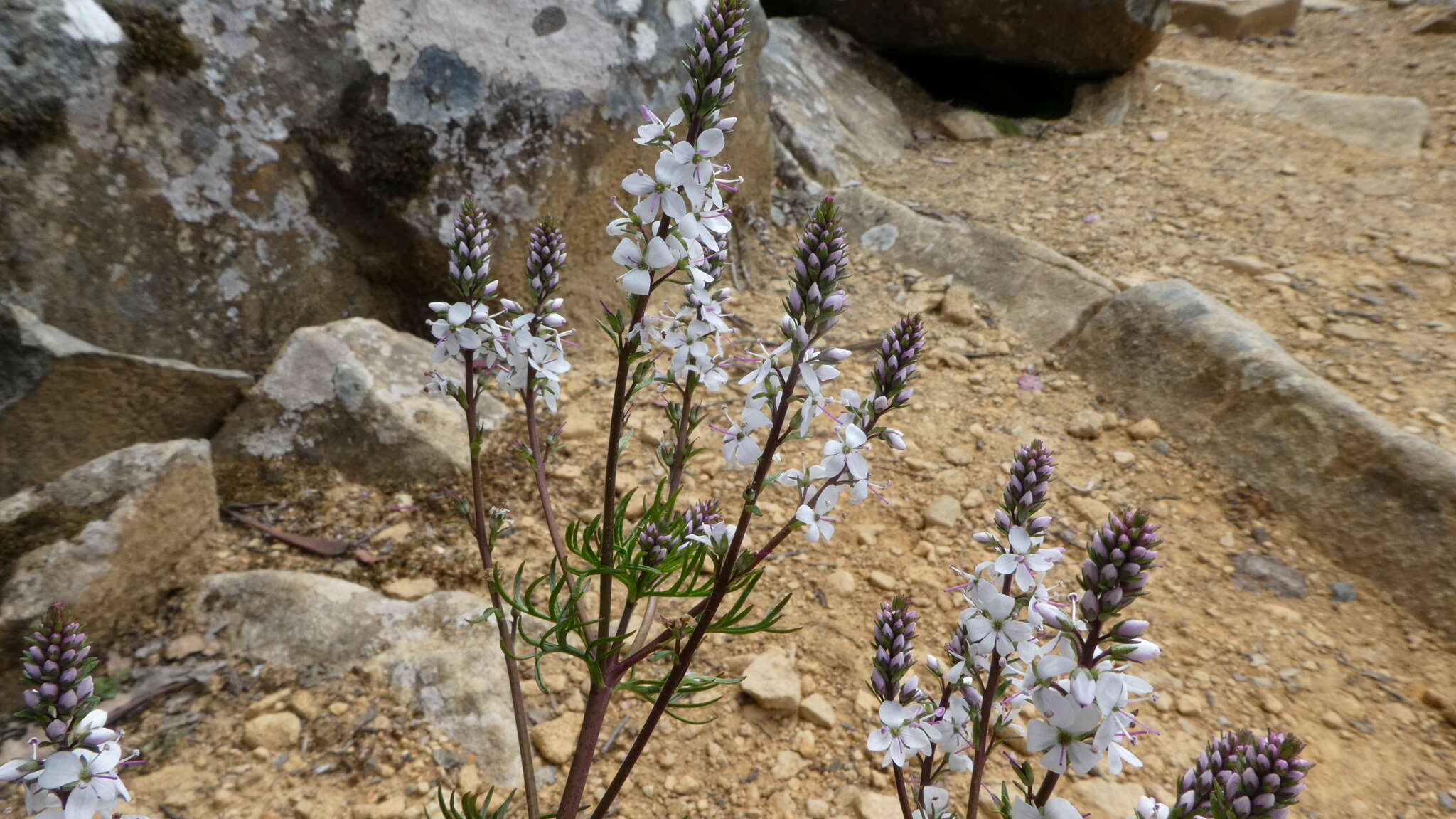 Image of Veronica nivea Lindl.