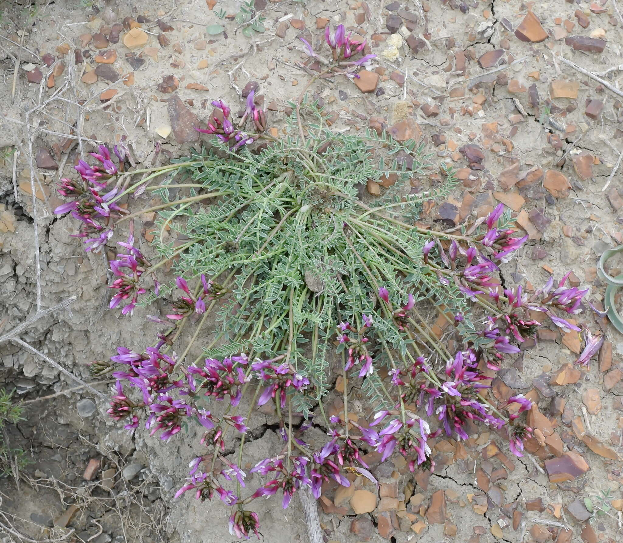 Imagem de Astragalus physodes subsp. physodes