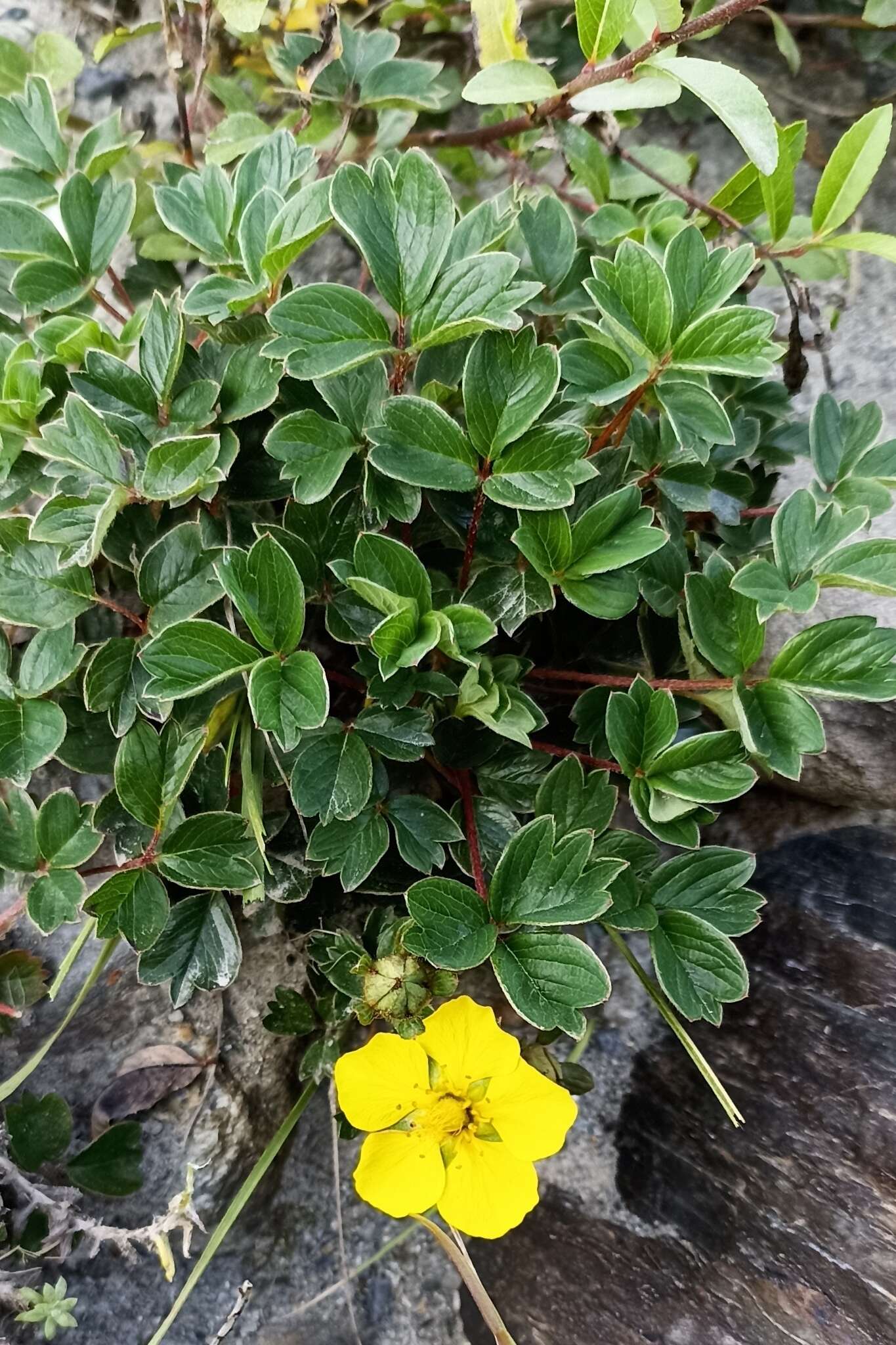 Image of Sibbaldia cuneifolia (Bertol.) Paule & Soják