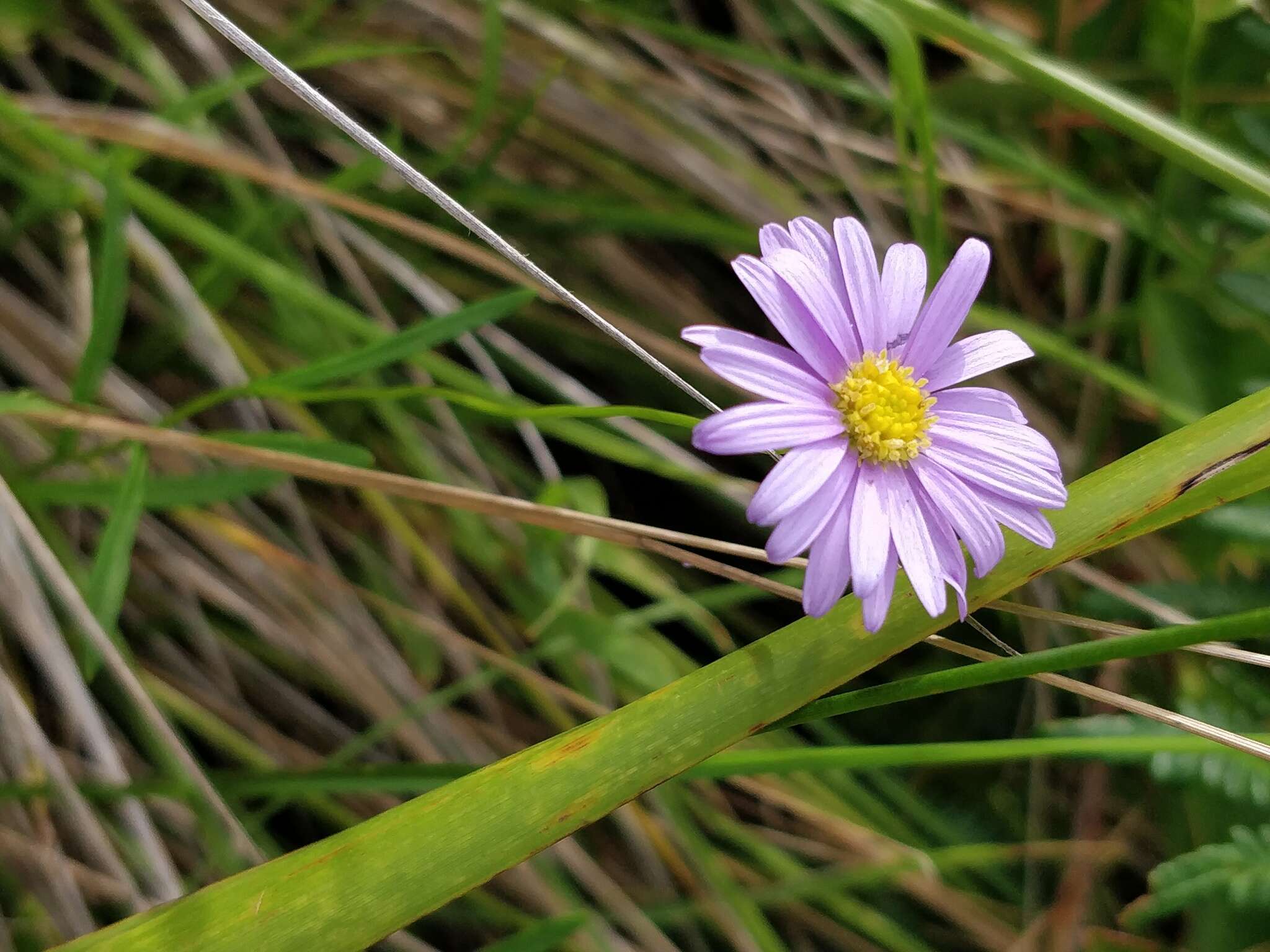 Sivun Brachyscome graminea (Labill.) F. Müll. kuva