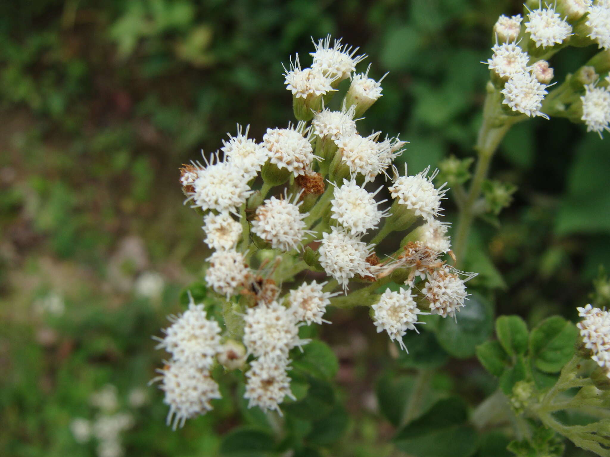 Image of Ageratina pichinchensis (Kunth) R. King & H. Rob.