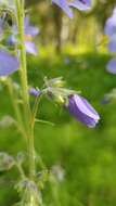 Image of tall Jacob's-ladder