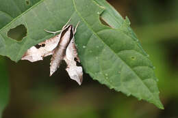 Image of Enpinanga borneensis (Butler 1879)