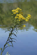 Image of Riddell's Goldenrod