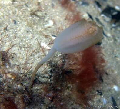 Image of Sycozoa pulchra (Herdman 1886)