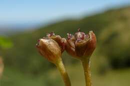 Image of Centella uniflora (Col.) Nannf.