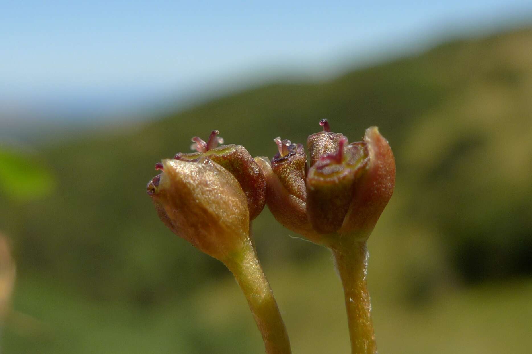 Image of Centella uniflora (Col.) Nannf.