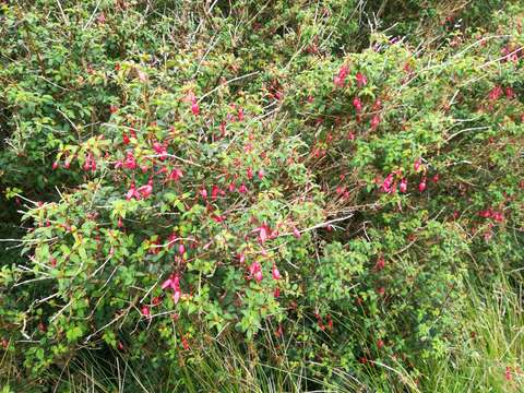 Fuchsia magellanica Lam. resmi