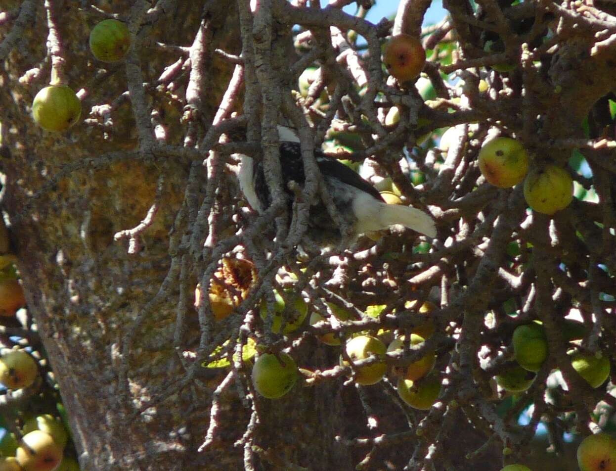 Image of White-headed Barbet