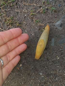 Image of Eastern Capeslug