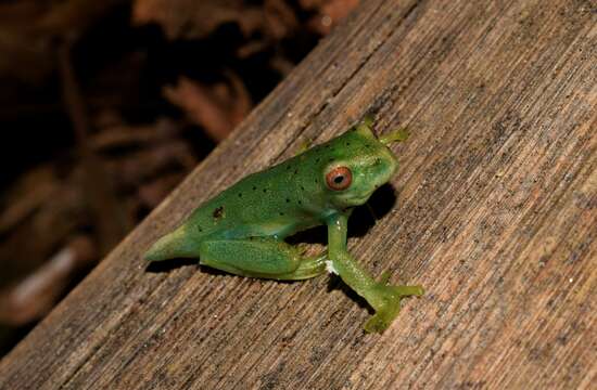 Image of Weygoldt's treefrog