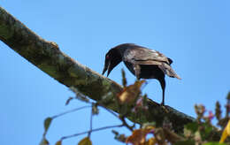 Image of Giant Cowbird