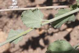 Image of San Clemente Island bushmallow