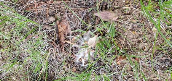 Image of dwarf milkweed