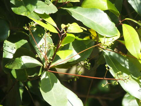 صورة Alseodaphne semecarpifolia Nees