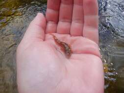 Image of Slimy Sculpin