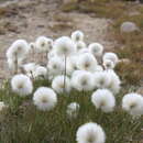 Image of Arctic cottongrass