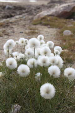 Image of Arctic cottongrass