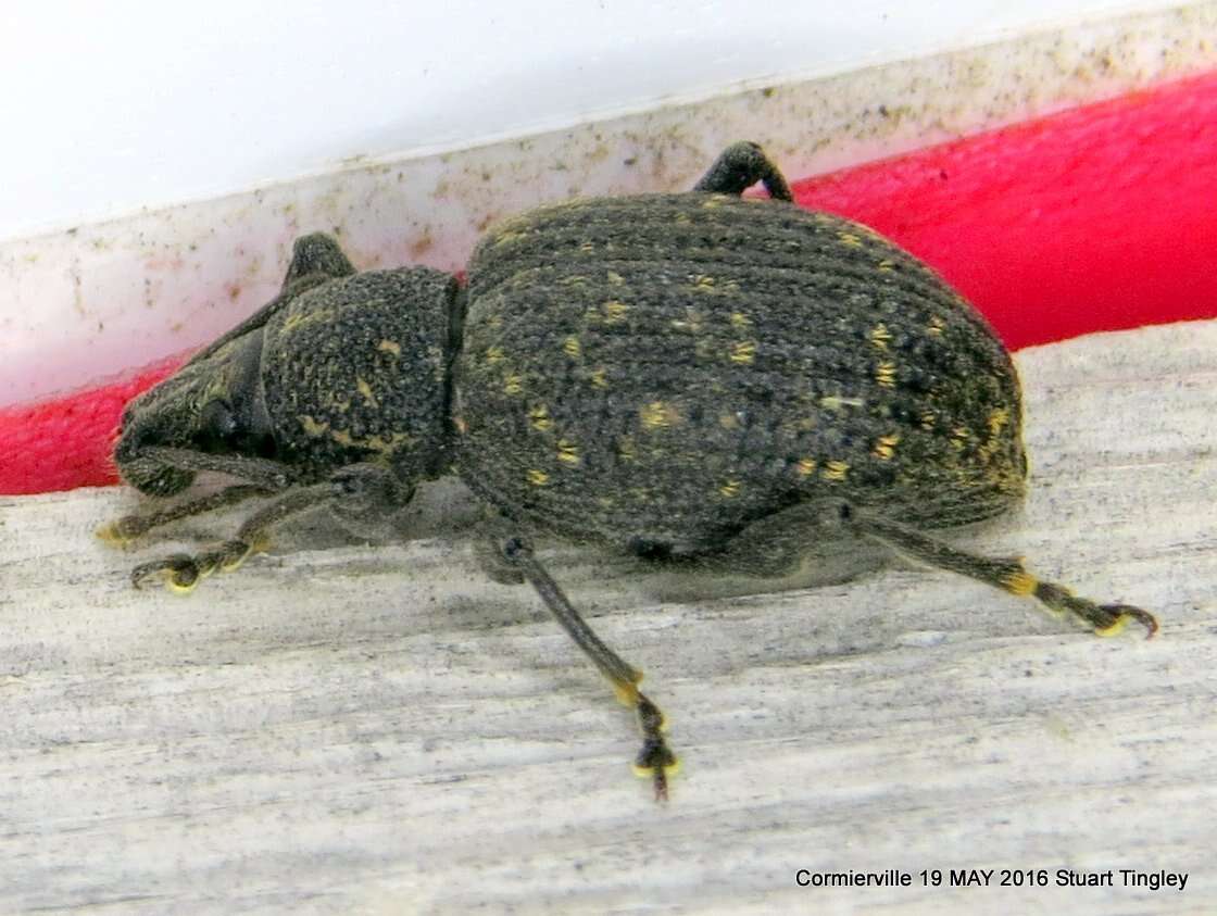 Image of Black Vine Weevil