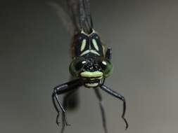 Image of Pygmy Clubtails