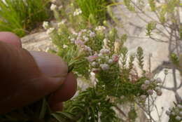 Image of Phylica pinea Thunb.