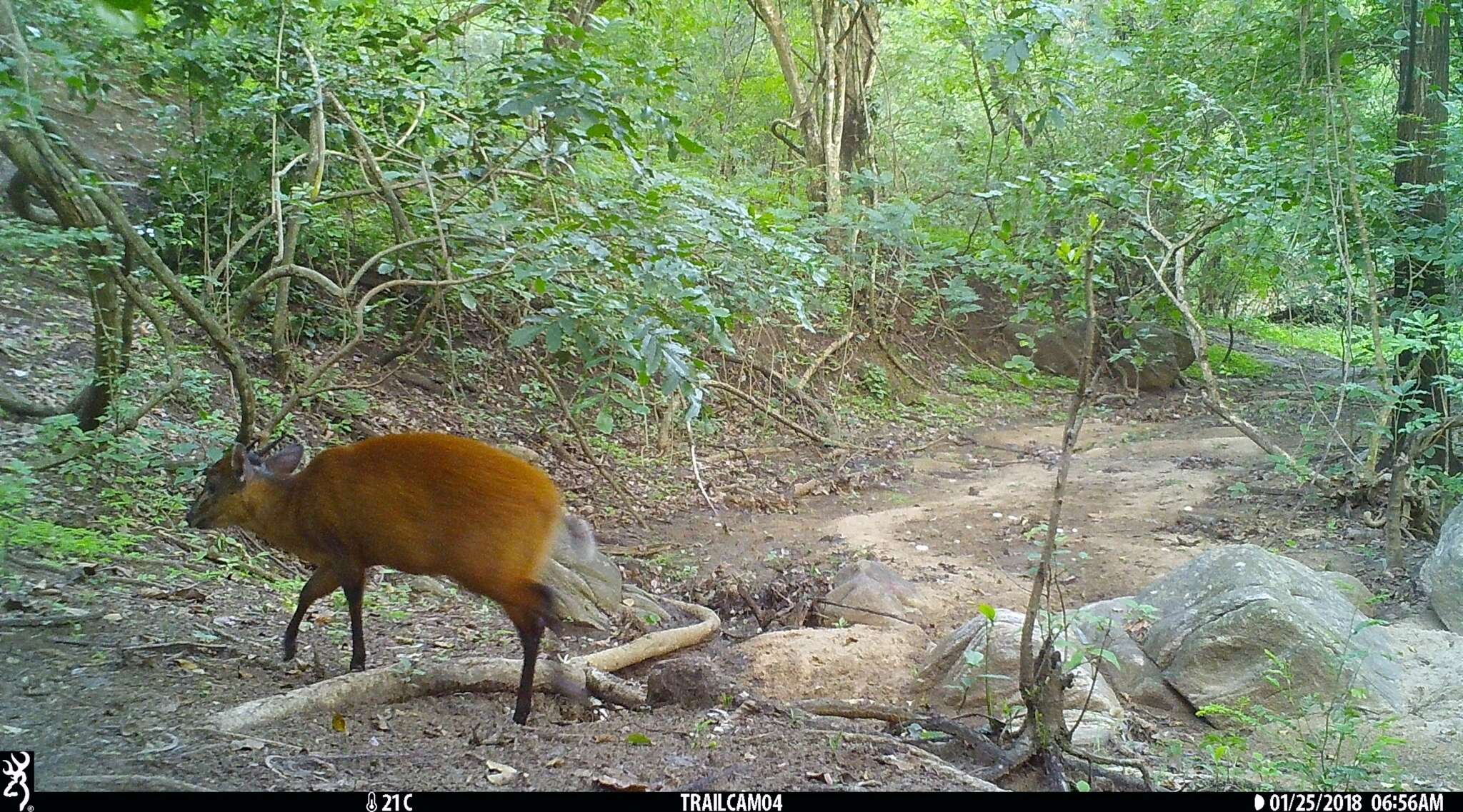 Image of East African Red Duiker