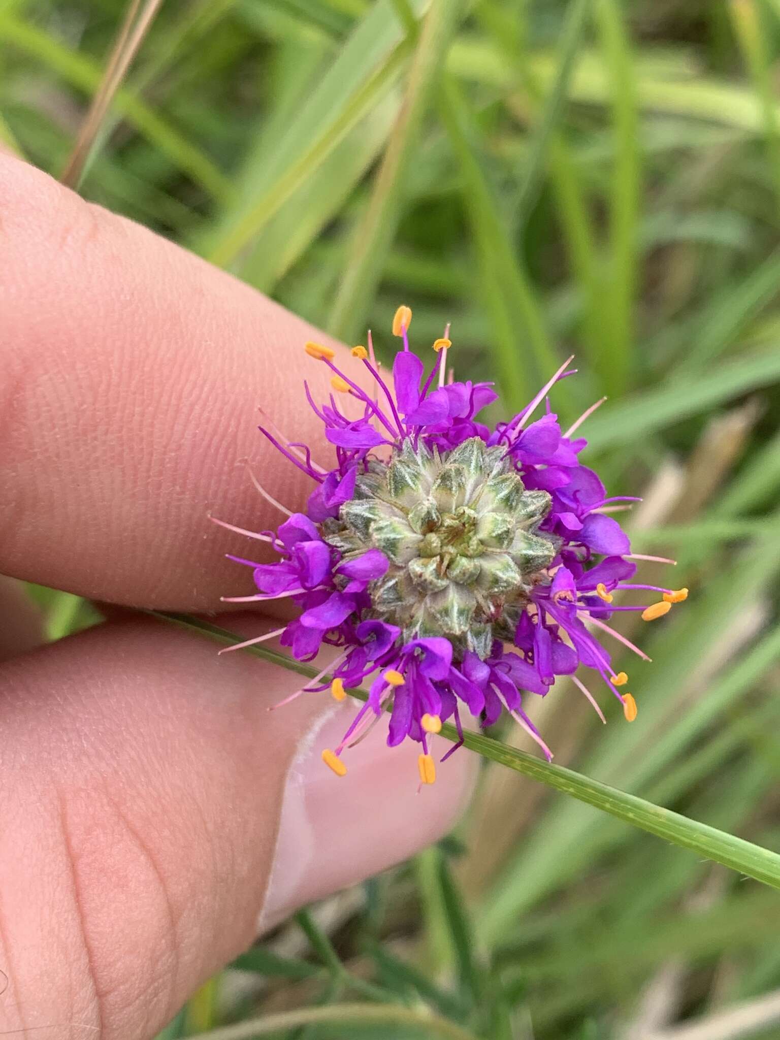 Image of compact prairie clover