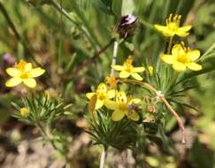 Image of bristly linanthus