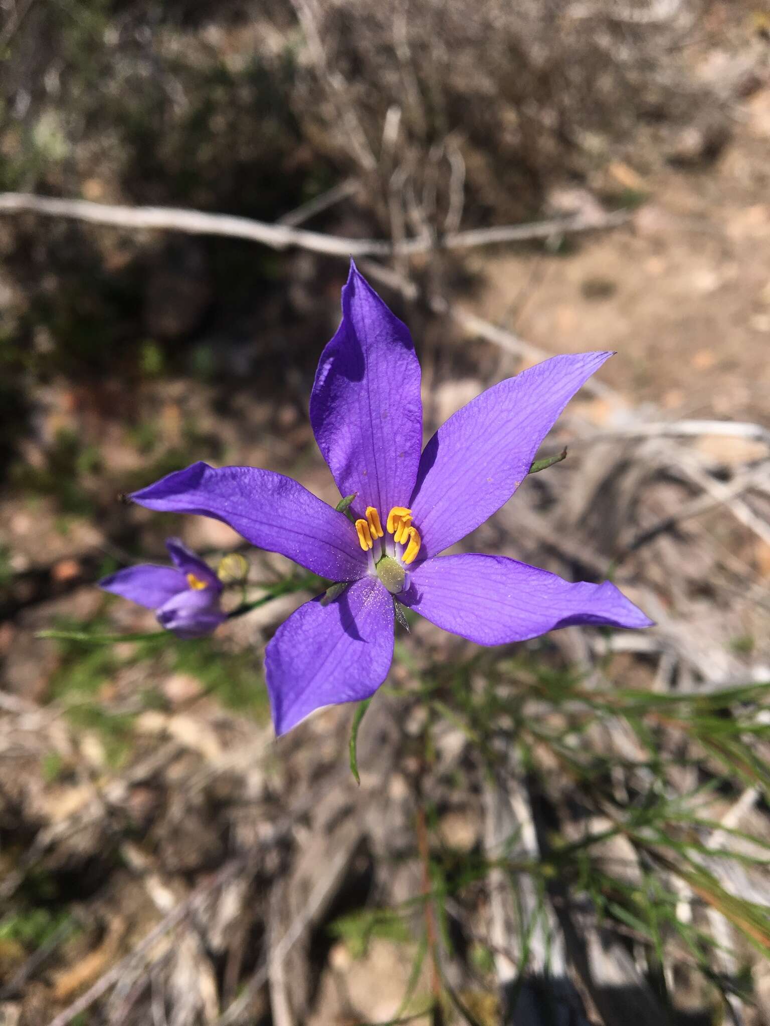 Cheiranthera alternifolia E. M. Bennett resmi