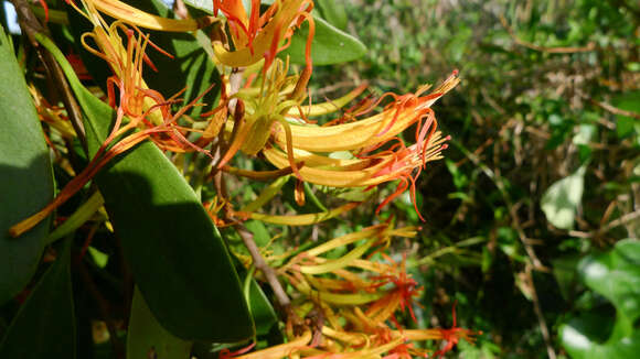 Image of Dendrophthoe vitellina (F. Müll.) Tieghem