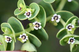 Imagem de Euphorbia amplexicaulis Hook. fil.