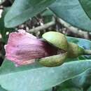 Image of black calabash