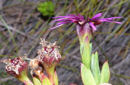 Image of Pentagonal Spoonfig