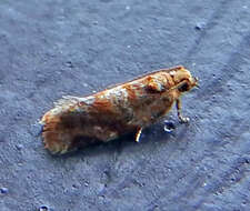 Image of Pine-tube Moth