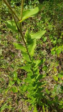 Imagem de Silphium integrifolium var. asperrimum (Hook.) B. L. Turner