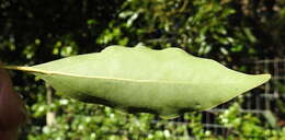 Image of Camphor laurel