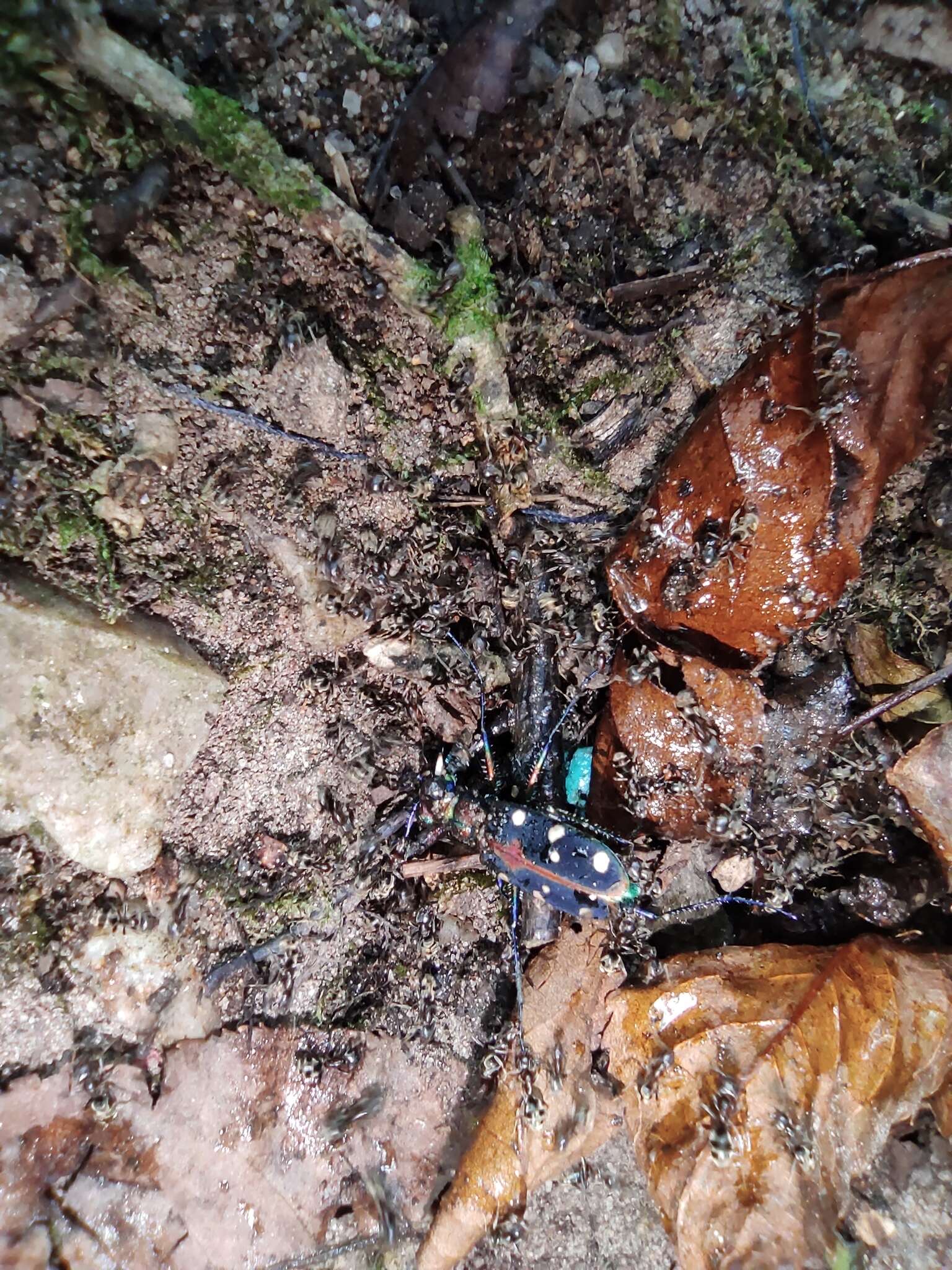 Image of Cicindela (Cosmodela) separata Fleutiaux 1894