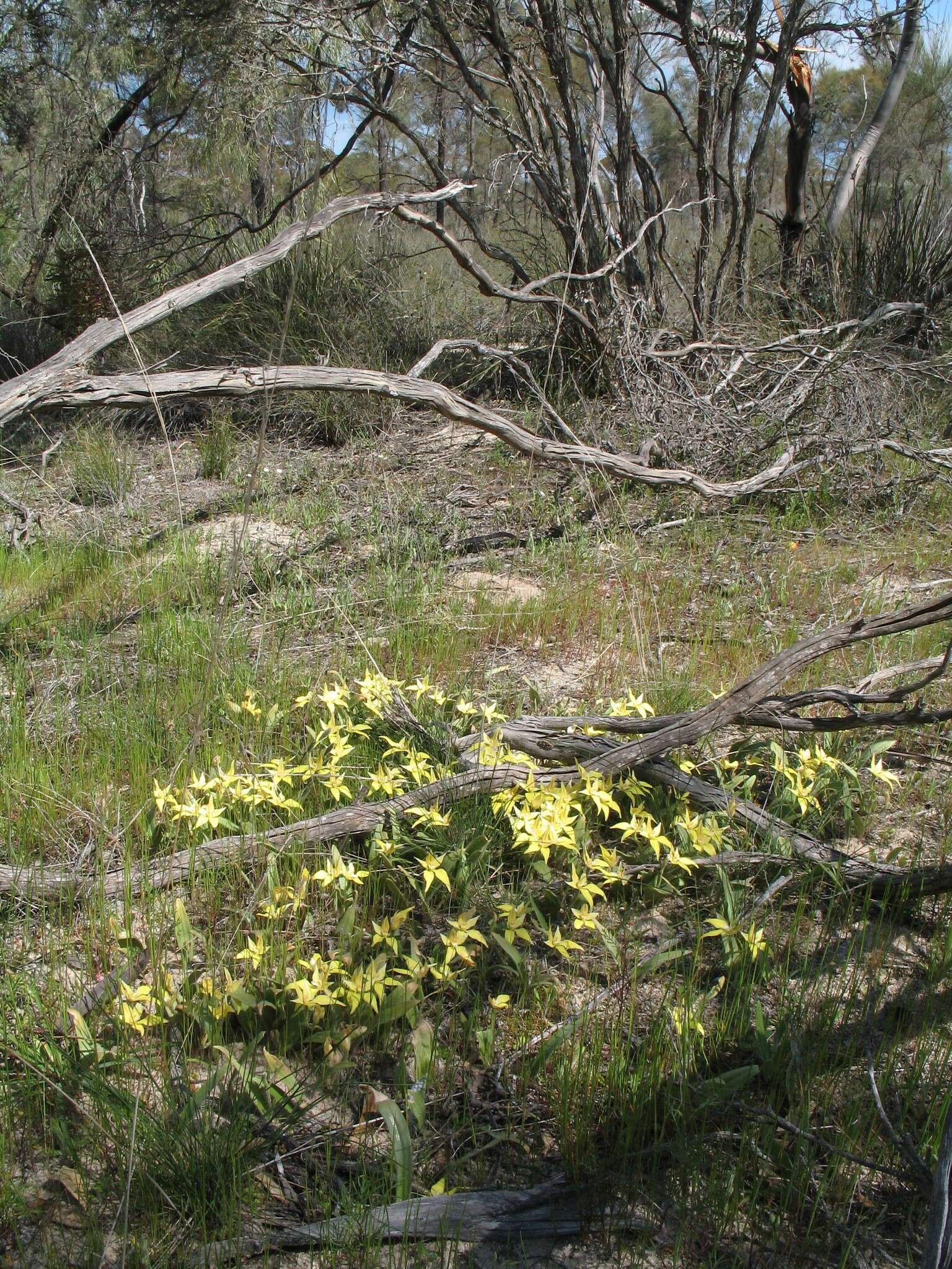 Image of Caladenia flava subsp. flava
