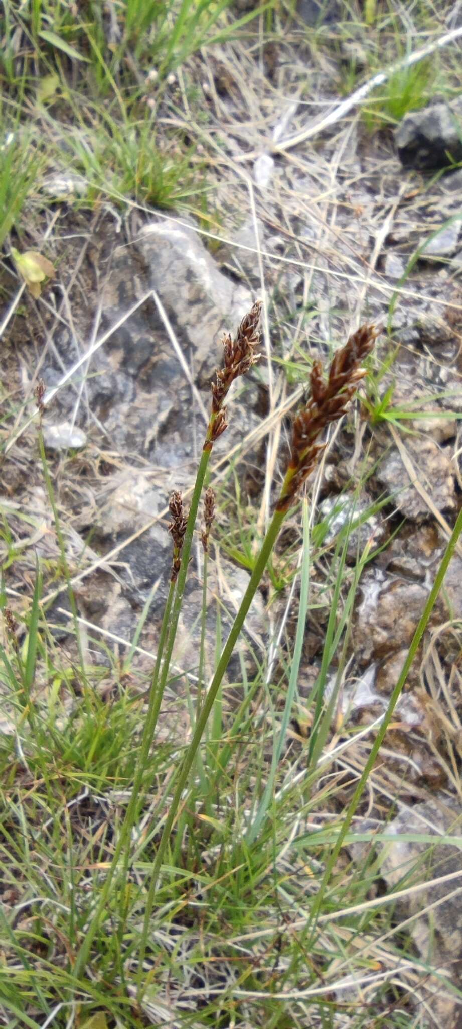 Слика од Carex simpliciuscula Wahlenb.