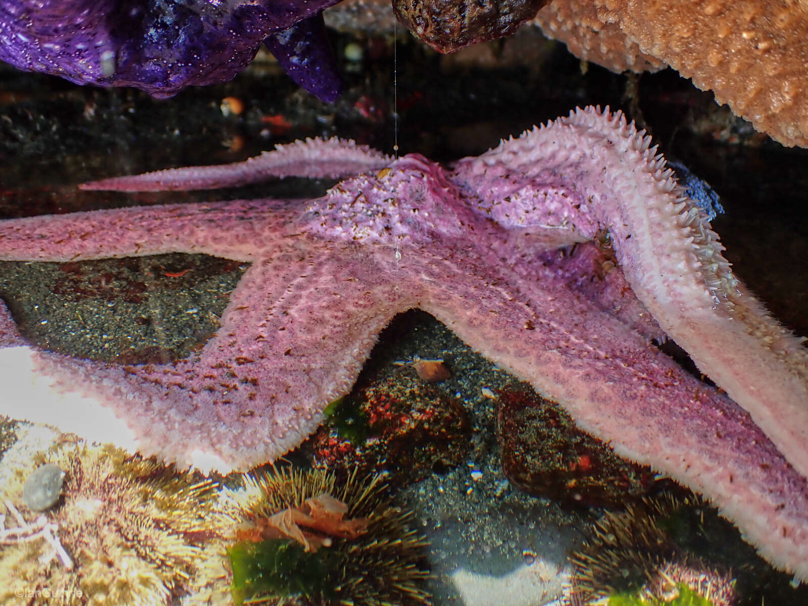 Image of Giant Pink Sea Star