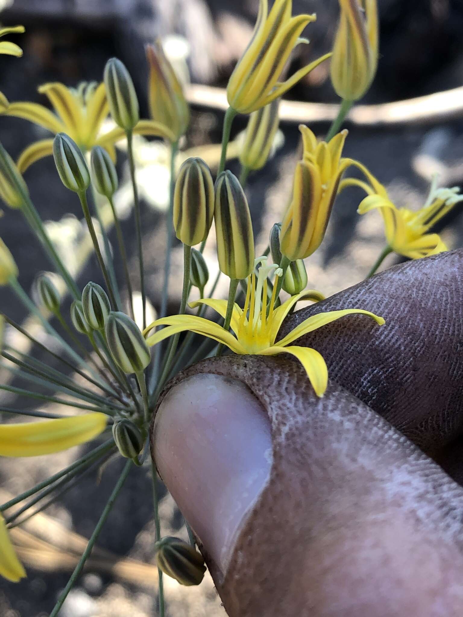 Image of common goldenstar