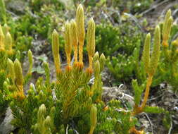 Imagem de Austrolycopodium fastigiatum (R. Br.) Holub