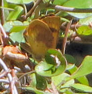 Image of Lycaena feredayi (Bates 1867)