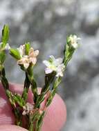 Image of Lachnaea laniflora (C. H. Wright) P. Bond