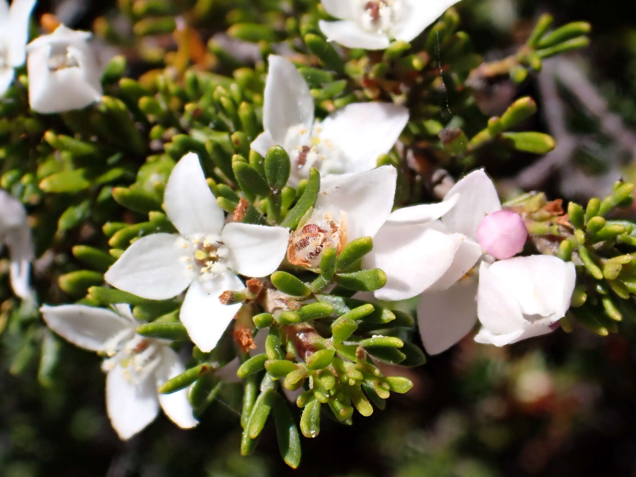 Image of Boronia citriodora Gunn ex Hook. fil.