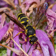 Image of Parancistrocerus leionotus (Viereck 1906)