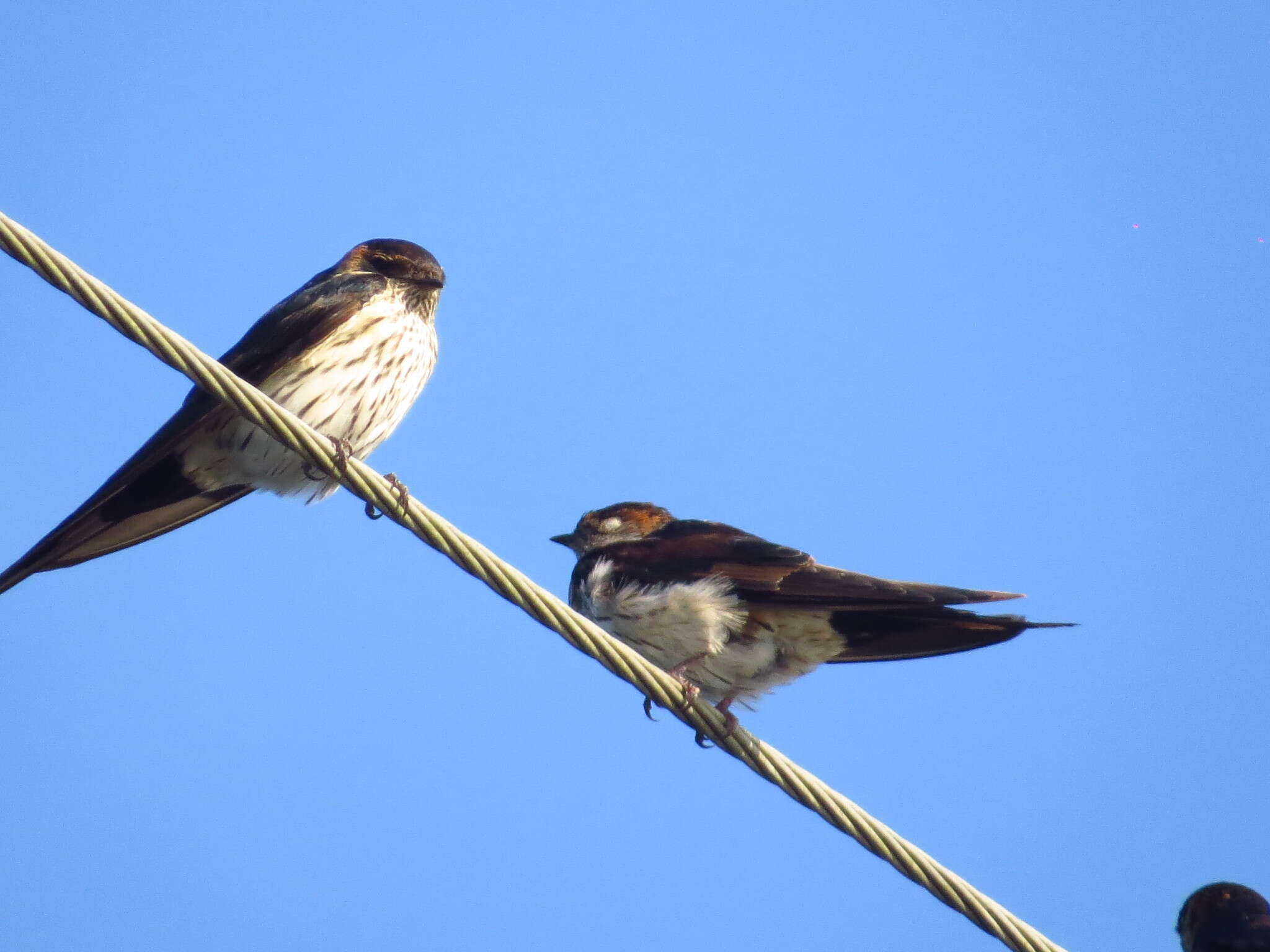 Image of Striated Swallow